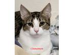 Adopt Cinnamon a White (Mostly) Domestic Shorthair (short coat) cat in Colfax