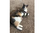 Adopt Itty Bitty a Calico or Dilute Calico American Shorthair / Mixed (short