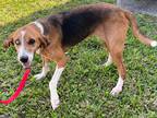 Adopt Millie a Treeing Walker Coonhound / Mixed dog in LaBelle, FL (40301679)
