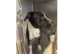 Adopt Arlo DIRB 3-15-24 a Black American Pit Bull Terrier / Mixed Breed (Medium)