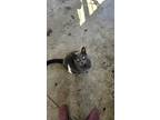 Adopt Maricio a Gray or Blue American Shorthair / Mixed (short coat) cat in