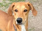 Adopt Caramel a Red/Golden/Orange/Chestnut Mixed Breed (Large) / Mixed dog in