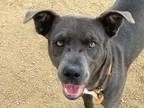 Adopt Blep a Gray/Blue/Silver/Salt & Pepper Mixed Breed (Large) / Mixed dog in