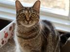 Adopt Duchess a Brown Tabby Domestic Shorthair (short coat) cat in Topeka