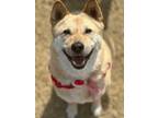 Adopt Sohee a Brown/Chocolate - with White Jindo / Mixed dog in Ottawa