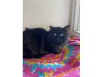 Adopt Fluffy B a Black (Mostly) Domestic Longhair (long coat) cat in Grass