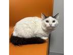 Adopt Georgie a White Domestic Shorthair / Domestic Shorthair / Mixed cat in