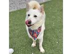Adopt Hajoon a White Jindo / Corgi / Mixed dog in Calgary, AB (41004422)
