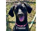 Adopt Frannie a Black - with White Labrador Retriever / Mixed dog in Warren