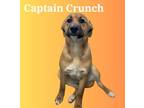 Adopt Captn Crunch a Tan/Yellow/Fawn German Shepherd Dog / Mixed Breed (Medium)