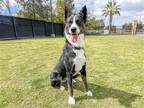 Adopt WENDY a Black Border Collie / Mixed dog in Tustin, CA (40988347)