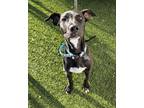 Adopt Dewey a Black Mixed Breed (Medium) / Mixed dog in Rio Rancho