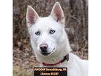 Adopt Chula a White German Shepherd Dog / Husky / Mixed (short coat) dog in