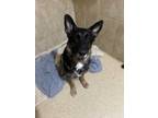 Adopt Andy a Black - with Tan, Yellow or Fawn German Shepherd Dog / Mixed dog in