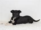 Adopt BOBBY a Black Labrador Retriever / Akita / Mixed dog in Oroville