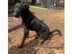 Adopt Jolly - IN FOSTER a Black Mixed Breed (Large) / Mixed dog in Chamblee