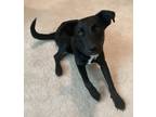Adopt Cooper a Black - with White Labrador Retriever / Mixed dog in Gilbert