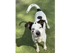 Adopt Scooter a White American Pit Bull Terrier / Australian Cattle Dog / Mixed