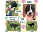 Adopt Nikki a White Labrador Retriever / Border Collie / Mixed dog in Caldwell