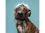 Adopt KIMBER a Brindle Mixed Breed (Large) / Mixed dog in Port St Lucie
