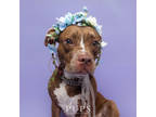 Adopt RUBY a Brown/Chocolate American Staffordshire Terrier / Boxer / Mixed