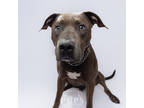 Adopt KING a Brown/Chocolate Mixed Breed (Medium) / Mixed dog in Port St Lucie