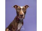 Adopt GRETA a Brown/Chocolate American Staffordshire Terrier / Mixed Breed