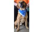 Adopt Castiel a Brown/Chocolate Bloodhound / Mixed Breed (Medium) / Mixed (short