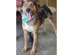 Adopt Colonel Nubbins a Brown/Chocolate Catahoula Leopard Dog / Mixed Breed