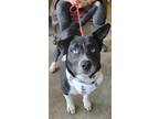 Adopt Boots a Black Husky / Border Collie / Mixed dog in LaHarpe, KS (40770117)