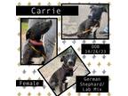 Adopt Carrie a White German Shepherd Dog / Labrador Retriever / Mixed dog in