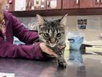 Adopt Quincy a Brown Tabby Domestic Shorthair / Mixed Breed (Medium) / Mixed