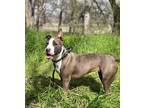 Adopt Ella a Gray/Silver/Salt & Pepper - with White Pit Bull Terrier / Mixed dog