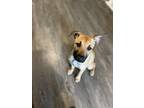 Adopt Kelce a Brown/Chocolate Belgian Malinois / Mixed dog in Charleston