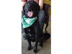 Adopt Travis a Black Labrador Retriever / Mixed dog in LaHarpe, KS (40770116)