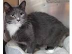 Adopt Nayeli a Gray or Blue Domestic Shorthair / Domestic Shorthair / Mixed cat