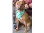 Adopt Lexi a Tan/Yellow/Fawn Boxer / Mixed dog in LaHarpe, KS (40929619)