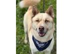 Adopt Sitka a Tan/Yellow/Fawn Husky / Akita / Mixed (short coat) dog in Visalia