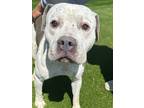 Adopt RANCHER a White American Pit Bull Terrier / Mixed Breed (Medium) / Mixed