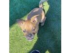 Adopt Stevie a Tan/Yellow/Fawn Pug / Mixed dog in Nogales, AZ (40789958)
