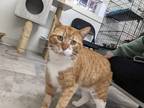 Adopt Leopold a Orange or Red Domestic Shorthair / Domestic Shorthair / Mixed