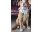 Adopt Abner a Brown/Chocolate Labrador Retriever / Mixed dog in LaHarpe