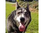 Adopt Cillian a Black Husky / Mixed Breed (Medium) / Mixed (short coat) dog in