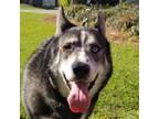Adopt Cillian a Black Husky / Mixed dog in Savannah, GA (41003019)