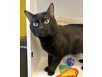 Adopt Bubba a All Black Domestic Shorthair / Domestic Shorthair / Mixed cat in