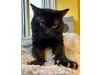 Adopt Hubba a All Black Domestic Shorthair / Mixed Breed (Medium) / Mixed (short