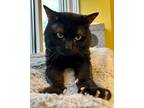 Adopt Hubba a All Black Domestic Shorthair / Domestic Shorthair / Mixed cat in
