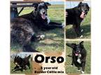 Adopt Orso a Black Border Collie / Mixed Breed (Medium) / Mixed (short coat) dog