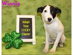 Adopt Winnie K85 1-29-24 a Black Labrador Retriever / Mixed dog in San Angelo