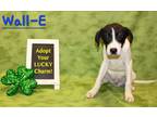 Adopt Wall-E K95 1-29-24 a White Labrador Retriever / Mixed Breed (Medium) /